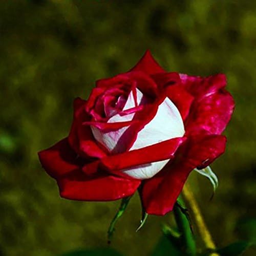 Dyyicun12 - Juego de 100 semillas de rosa rubí rojo y blanco para ...