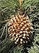 Winter Woods Cinnamon Scented Pinecones 12-14/Pkg, Large