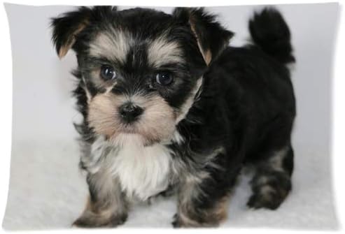 safety tested dog car harness uk