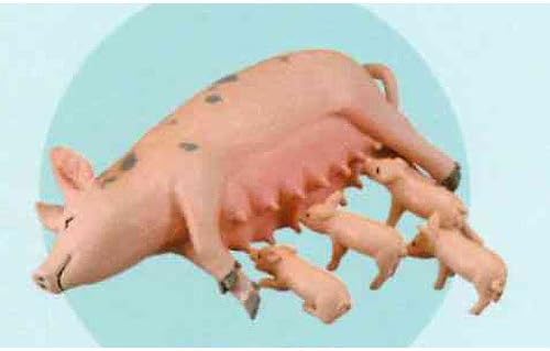 Morning B color 1/35 scale of livestock animals of the capsule Q Museum Hokkaido Sango ranch [4. mother pigs and piglets [B] color] (single)