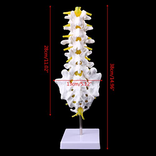 Abicial Anatomical Lumbar Vertebrae Model Caudal Vertebra Anatomy Medical Teaching Tool