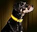ILLUMISEEN LED Dog Collar USB Rechargeable - Bright & High Visibility Lighted Glow Collar for Pet Night Walking - Weatherproof, in 6 Colors & 6 Sizes (Yellow Large)