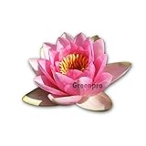 Live Aquatic Plant Nymphaea Masaniello Pink Hardy Water Lilies Tuber for Aquarium Freshwater Fish Pond by Greenpro