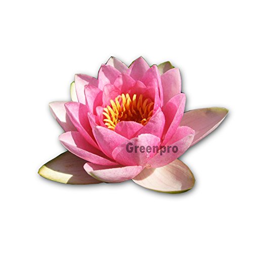 Live Aquatic Plant Nymphaea Masaniello Pink Hardy Water Lilies Tuber for Aquarium Freshwater Fish Pond by Greenpro