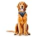 Little Earth NFL Team Dog Bandana