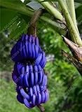 100 Pcs Dwarf Banana Seed Tree Tropical Fruit
