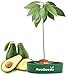 AvoSeedo Avocado Tree Growing Kit - Practical Gardening Gifts for Women, Mom, Sister & Best Friend /Grow Avocado Plant Indoor with Unusual Pit Grower Boat /Kitchen Garden Seed Starter Gift primary