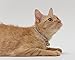 Necoichi Chirimen Cat Collar with Clover Bell (Baby Blue) with Bell Safety Breakaway Soft Lightweight for Cats Kitty Kitten Japanese Stylish Pattern, No.1 Seller in Japan