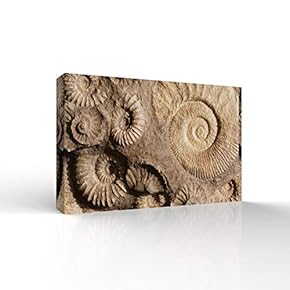 Canvas Wall Art - Animal Fossil Office Poster Prints - Modern Home Art Stretched and Framed Ready to Hang - 12x18 inches