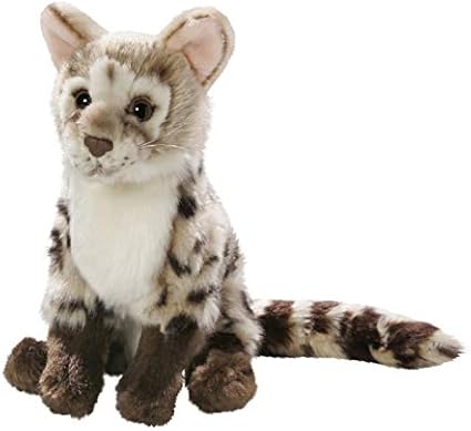 genet cat price