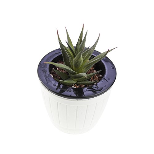 Goodma 3 Pieces Realistic Artificial Aloe Faux Succulent Textured Spiky Green Haworthia Cactus Plants Unpotted (Deep Green) - Thumbnail 4