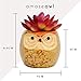 Amaze Owl Assorted Artificial Succulent Plants and Owl Planters | Set Of 6 Mini Faux Plants and Ceramic Pots | Indoor Office Table Decorations| Housewarming Ideas| Living Room Table Shelf Desk Decor