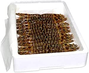 Langostino, HUELVAMAR, VIVO, 30/40 piezas por kilo - Caja de1 kg.