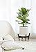 Mkono Plant Stand Wood Mid Century Flower Pot Holder (Pot NOT Included) Display Potted Rack Home Decor for 10 Inch to 12 Inch Planter, Nut Brown