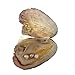 10pcs Natural Freshwater Pearls Oysters kit with Cultured Oval Pearls Inside Birthday Gifts 9mm