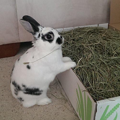 Small Pet Select 3rd Cutting Super Soft Timothy Hay Pet Food for Picky Eaters Rabbits, Guinea Pigs, and Other Small Animals - Image 4