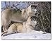 BANBERRY DESIGNS Wolf Canvas - LED Canvas Print with 2 Wolves in a Snowy Winter Forest Scene - Winter Scene with Wolves Picture - 16x12 Inch