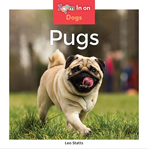 Pugs (zoom in on dogs)