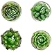 Assortment of 4 Mini Green Desert Succulent Plants Shaped Candles/Tea Lights Table/Mantle Decorations