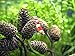 Aquatic Arts 50 Alder Cones | Shrimp Aquarium Decorations |pH Reducer & Buffering Water Treatment |Freshwater Fish Tank Supplies/Accessories