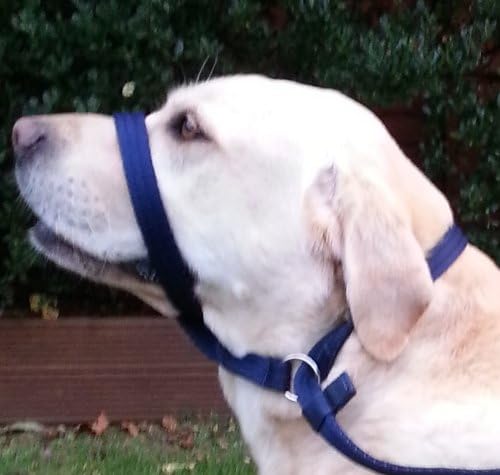 figure of eight head collar dogs