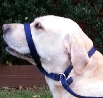 dog head collar figure eight