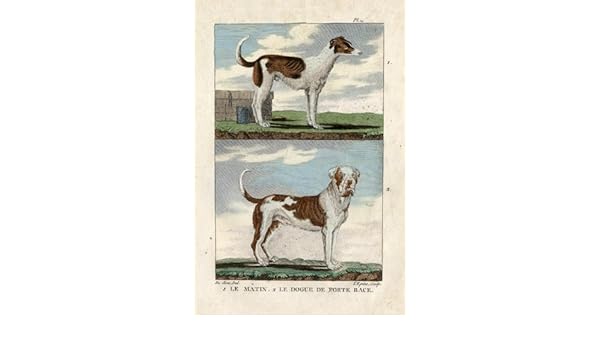 Amazoncom Antique Print Dog Chien Hund Mastiff Buffon 1822