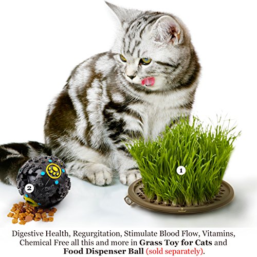 image for SunGrow Activate Cat’s Senses with Grass Toy -- Grow your Own Patch 