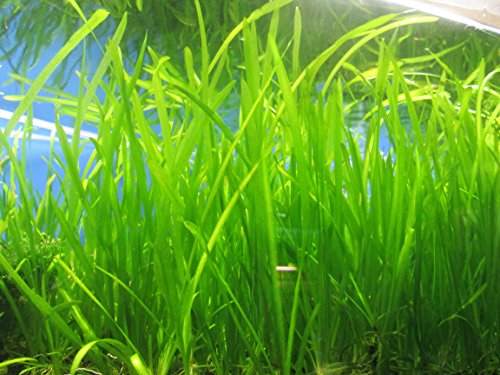 6 Jungle Val - Jungle Vallisneria Live Aquarium Freshwater Plants 6 Jungle Val - Jungle Vallisneria Live Aquarium Freshwater Plants