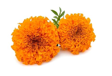 Marigold Orange Loose Flowers 1 Kg Amazon In Home Kitchen
