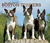 For the Love of Boston Terriers 2020 14 x 12 Inch Monthly Deluxe Wall Calendar with Foil Stamped Cov by 