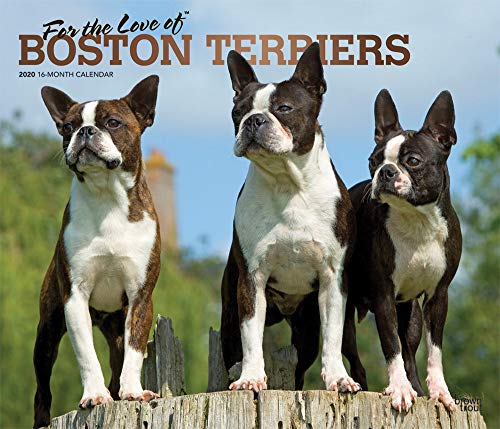 For the Love of Boston Terriers 2020 14 x 12 Inch Monthly Deluxe Wall Calendar with Foil Stamped Cov by 