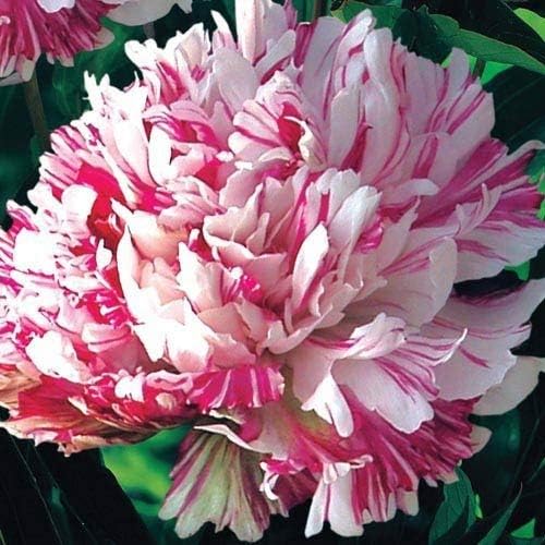 Peony - Bush - Kirinmaru Flower Bulb