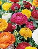 Van Zyverden Butter Cups Ranunculus Double Blooming Mixed Set of 25 Bulbs