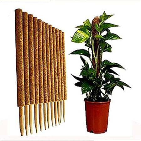 Pankaj Nursery Coir Stick for Support of Indoor, House Money Plants & Creepers 4 Feet Pack of 3