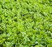 Outsidepride Clover King Seed - 5 LBS primary