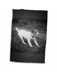 Home: 3dRose Scenes from the Past Magic Lantern - Vintage Cute Young Jack Russell Terrier Puppy Circa 1910 Magic Lantern - 12x18 Towel (twl_246045_1) - 3dRose LLC
