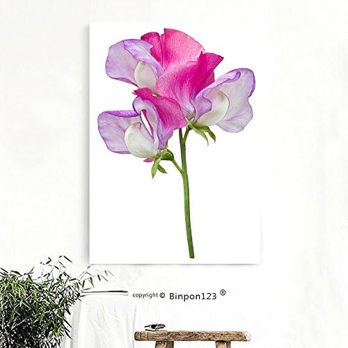 Binpon123 Custom Canvas Wall Art Painting a single pink and purple sweet pea flower lathyrus odoratus with three florets isolated on a