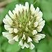SeedRanch White Dutch Clover Seed: Nitro-Coated & Inoculated - 2 Lbs.