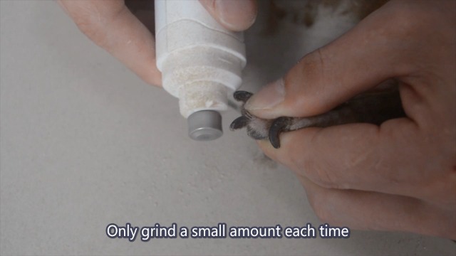 6 Casfuy+Dog+Nail+Grinder+Upgraded