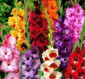 (20) Attractive Flowers, Gladiolus, Dwarf Low Growing Mix,Gladioli Bulbs, Plants, Perennial Root