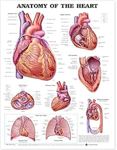 Amazon.com: Anatomy of the Heart Anatomical Chart: Anatomical Chart