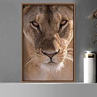 Framed Canvas Wall Art Lions Animals Chic Dramatic Lion Living Room Multicolor Photography - 16x24 inches
