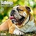 Bulldogs 2019 16 Month Wall Calendar 12 x 12 Inches