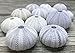 Nautical Crush Trading Sea Urchins Shells for Air Plants - 12 Purple (1.5-2.5