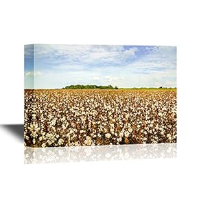 Landscape Canvas Wall Art - Cotton Field Ready for Harvest - Gallery Wrap Modern Home Art | Ready to Hang - 12x18 inches