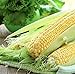 Golden Bantom Corn Seeds, 50+ Premium Heirloom Seeds, Sweet Corn, ON SALE!, (Isla's Garden Seeds), Non Gmo Organic, 85% Germination, Survival Seeds, Highest Quality, 100% Pure
