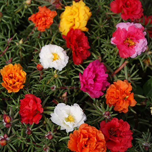 Outsidepride Moss Rose Plant Seed Mix - 5000 Seeds