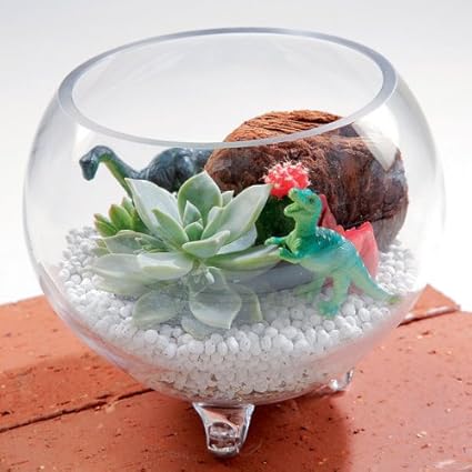Amazon 父の日ギフト サボテン寄せ植え ガラス容器 恐竜フィギュア付き フラワーコーポレーション 観葉植物 通販