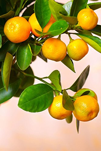Calamondin Orange Tree, Mandarin Kumquat Hybrid Citrus (Excludes: CA,TX,LA,AZ) - Thumbnail 5